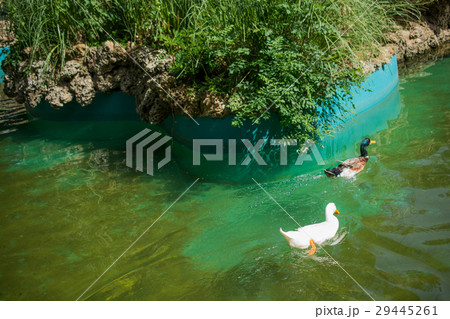 Lonely bird lives in the natural environment 29445261