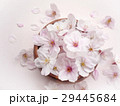 桜の花 29445684