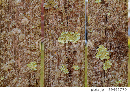 Old grunge wooden wall planks background Old grunge wooden wall planks background 29445770