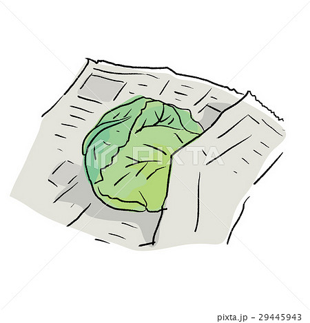 キャベツ　イラスト 29445943