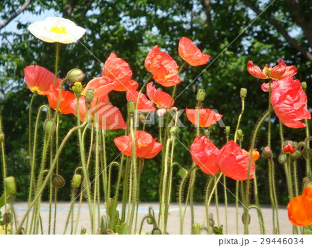 ポピー 29446034