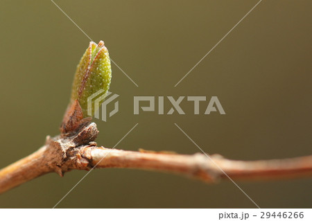自然　植物　ウツギ、芽吹いたばかりの若葉。葉裏の星状毛が目立ちます 29446266