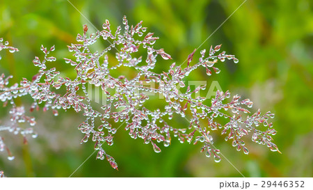 Morning dew on red grass Morning dew on red grass 29446352