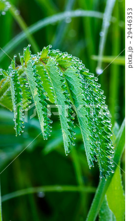 Morning dew on green leaf 29446353