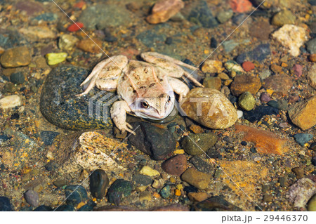 Wood frog sitting on stony bottom of river 29446370