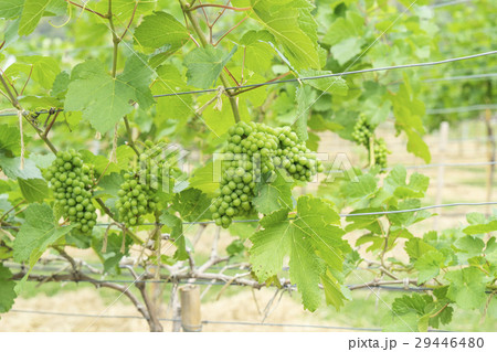 young green grape on the tree in farm young green grape on the tree in farm 29446480