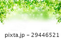 新緑　葉　緑　背景  29446521