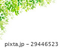 新緑　葉　緑　背景  29446523