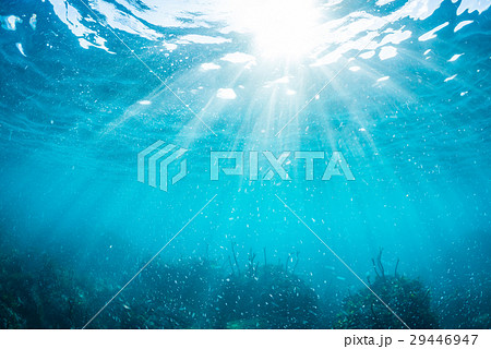 葉山の海の海藻 29446947