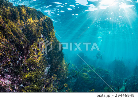 葉山の海の海藻 葉山の海の海藻 29446949