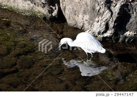 東京都三鷹市の野鳥 仙川浅瀬で獲物を捕らえたコサギ 29447147