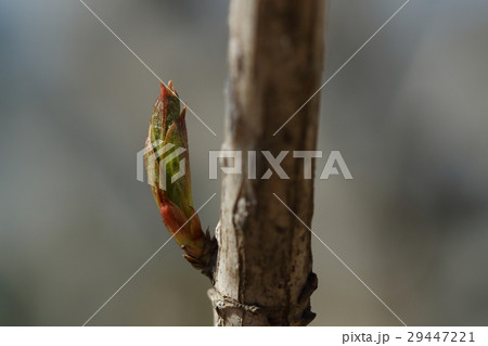 自然　植物　ハコネウツギ、三月中旬。若葉が伸び始めました 29447221
