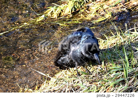 東京都三鷹市の野鳥 カラスの行水 羽を震わせ水切りするハシブトガラス 29447226