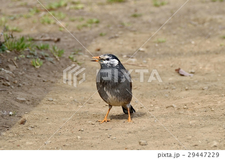 東京都三鷹市の野鳥 仙川隣接公園のムクドリ 29447229