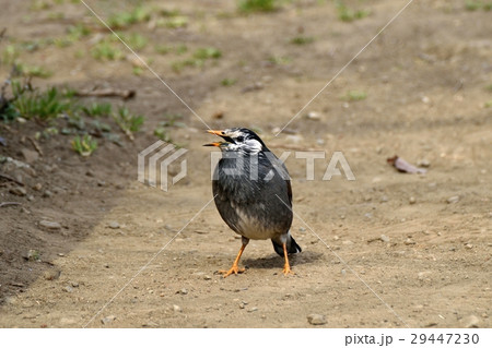 東京都三鷹市の野鳥 仙川隣接公園のムクドリ 東京都三鷹市の野鳥 仙川隣接公園のムクドリ 29447230