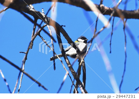 東京都三鷹市の野鳥 仙川に隣接する公園の桜にとまるシジュウカラ 29447231