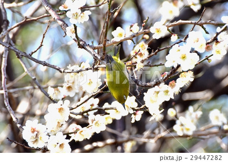 東京都三鷹市の野鳥 仙川隣接公園の白梅の枝にとまるメジロ 東京都三鷹市の野鳥 仙川隣接公園の白梅の枝にとまるメジロ 29447282