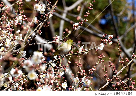 東京都三鷹市の野鳥 仙川隣接公園の白梅の枝にとまるメジロ 29447284