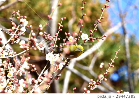東京都三鷹市の野鳥 仙川隣接公園の白梅の枝にとまるメジロ 29447285