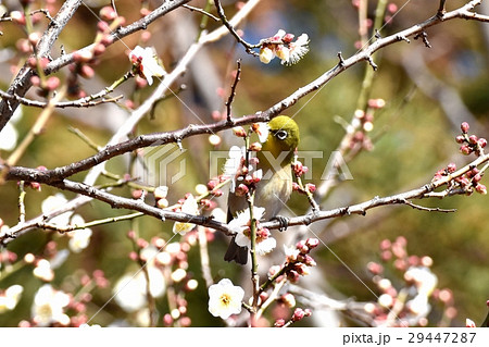 東京都三鷹市の野鳥 仙川隣接公園の白梅の蜜を吸うメジロ 29447287