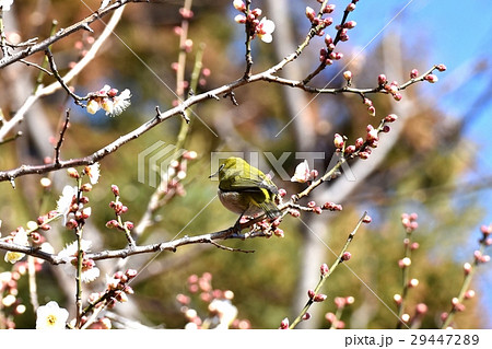 東京都三鷹市の野鳥 仙川隣接公園の白梅の枝にとまるメジロ 東京都三鷹市の野鳥 仙川隣接公園の白梅の枝にとまるメジロ 29447289