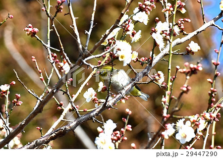 東京都三鷹市の野鳥 仙川隣接公園の白梅の枝にとまるメジロ 29447290