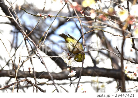 東京都三鷹市の野鳥 仙川に隣接する公園の白梅の蜜を吸うメジロ 東京都三鷹市の野鳥 仙川に隣接する公園の白梅の蜜を吸うメジロ 29447421