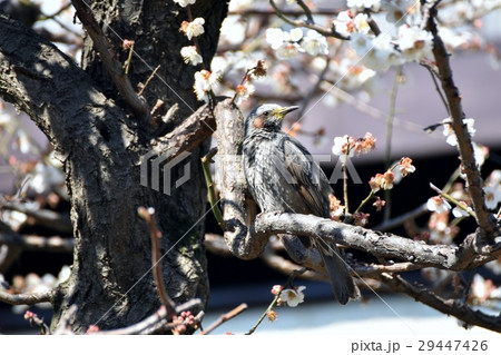 東京都三鷹市の野鳥 仙川遊歩道のハクバイの枝にとまるヒヨドリ 東京都三鷹市の野鳥 仙川遊歩道のハクバイの枝にとまるヒヨドリ 29447426
