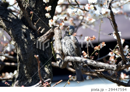 東京都三鷹市の野鳥 仙川遊歩道のハクバイの枝にとまるヒヨドリ 29447594