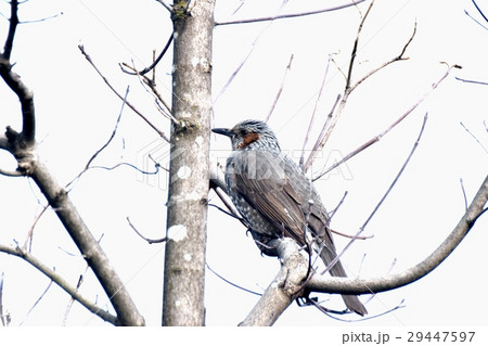 東京都三鷹市の野鳥 仙川遊歩道の枯れ木にとまるヒヨドリ 29447597