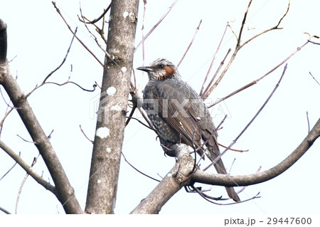 東京都三鷹市の野鳥 仙川遊歩道の枯れ木にとまるヒヨドリ 29447600