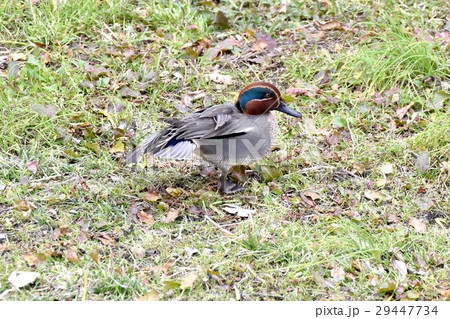 東京都三鷹市の野鳥 仙川河岸の草地で羽根をつくろうコガモのオス 29447734