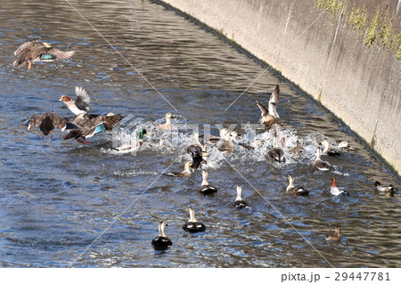 東京都三鷹市の野鳥 仙川に撒かれた餌を食べる為、興奮状態のカモたち 29447781