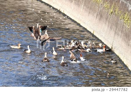 東京都三鷹市の野鳥 仙川にかなりの量の餌が撒かれ飛んで来るカモたち 29447782