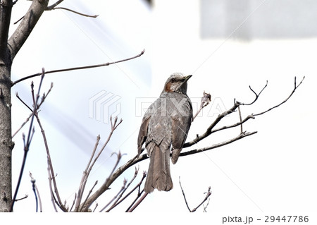 東京都三鷹市の野鳥 三鷹仲原の枯れ木にとまるヒヨドリ 29447786