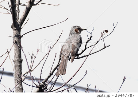 東京都三鷹市の野鳥 三鷹仲原の枯れ木にとまるヒヨドリ 29447787