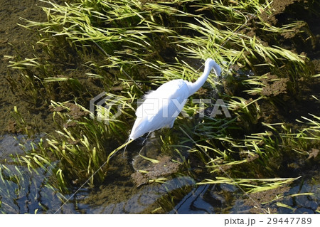東京都三鷹市の野鳥 仙川で水中に嘴を入れるダイサギ 29447789
