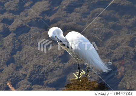 東京都三鷹市の野鳥 浅瀬で羽根をつくろうコサギ 29447832