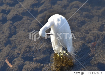 東京都三鷹市の野鳥 浅瀬で羽根をつくろうコサギ 東京都三鷹市の野鳥 浅瀬で羽根をつくろうコサギ 29447834