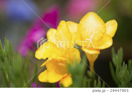 フリージア フリージア 29447903