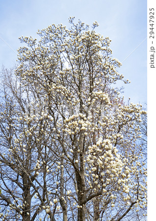 ハクモクレン（白木蓮） 29447925