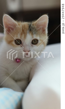 カメラ目線の子猫 カメラ目線の子猫 29447948