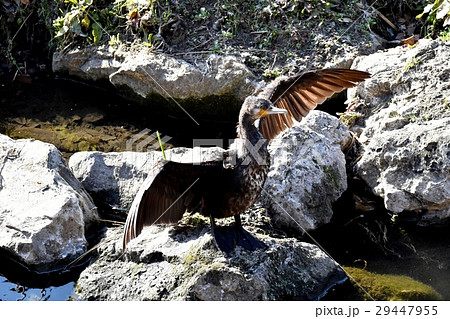 東京都三鷹市の野鳥 仙川河岸の岩場で羽根を広げ濡れた翼を乾かすカワウ 29447955