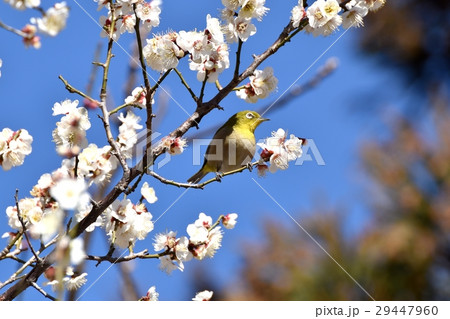 東京都三鷹市の野鳥 仙川に隣接する公園のハクバイとメジロ 東京都三鷹市の野鳥 仙川に隣接する公園のハクバイとメジロ 29447960