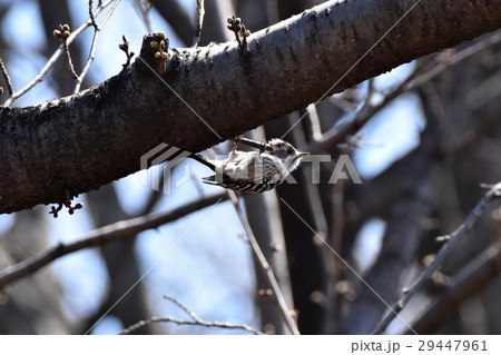 東京都三鷹市の野鳥 仙川公園の枯れ木につかまるコゲラ 東京都三鷹市の野鳥 仙川公園の枯れ木につかまるコゲラ 29447961