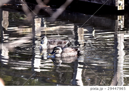 東京都三鷹市の野鳥 仙川隣接遊水地に浮かぶカルガモのつがい 東京都三鷹市の野鳥 仙川隣接遊水地に浮かぶカルガモのつがい 29447965