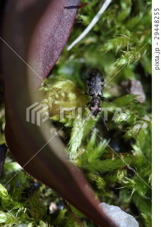 生き物　昆虫　メダカチビカワゴミムシ、四ミリほどでハンミョウの様な姿。林床の苔の上を散歩中 29448255