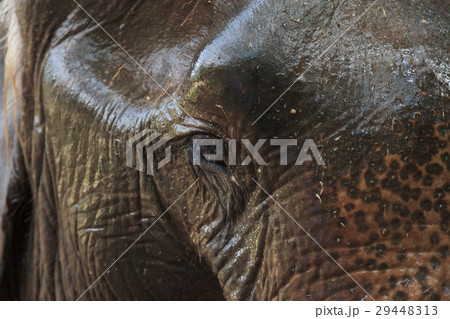 Close-up of an old Thai elephant eye and skin 29448313
