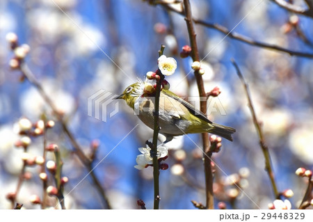東京都三鷹市の野鳥 仙川遊歩道の白梅の枝にとまるメジロ 東京都三鷹市の野鳥 仙川遊歩道の白梅の枝にとまるメジロ 29448329