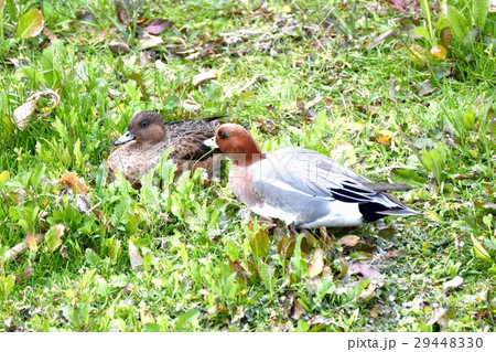 東京都三鷹市の野鳥 仙川河岸草地のヒドリガモのつがい 東京都三鷹市の野鳥 仙川河岸草地のヒドリガモのつがい 29448330